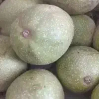 گردو باپوست سبز