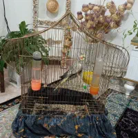 عروس هلندی نر