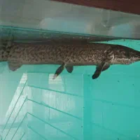 ماهی االیگیتور