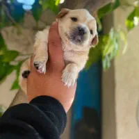 توله مالتیز عروسکی فقط 2900|سگ|کرج, جهانشهر|دیوار