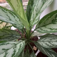 گل های زینتی قیمت مناسب