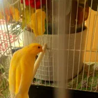 قناری طلایی نر|پرنده|مشهد, دریادل|دیوار