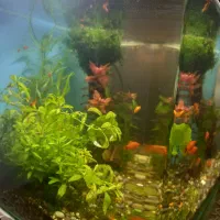 آکواریوم پلنت|ماهی|سنندج, |دیوار