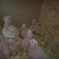 عروس هلندی|پرنده|کرباسک, |دیوار