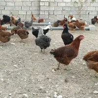 مرغ و خروس محلی