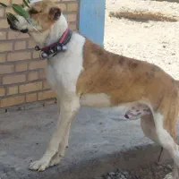 سگ گم شده|حیوانات|تایباد, |دیوار