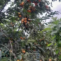 میوه خرمالو|عمده‌فروشی|پره‌سر, |دیوار