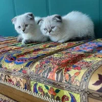 گربه اسکاتیش دبل فلد چشم یخی