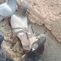 سوسنی کبوتر پلاکی