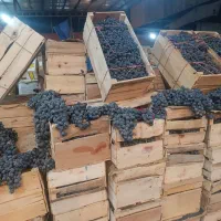 انگور شانی سردشت|حراج|تهران, میدان میوه و تره‌بار مرکزی|دیوار