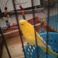 عروس هلندی ماده|پرنده|کهریزک, |دیوار