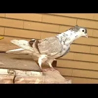 دمگیر دوبحر دولا