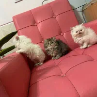 گربه پرشین|گربه|اصفهان, دانشگاه اصفهان|دیوار