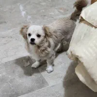 فروش آنی کوچولو