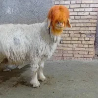 فروش میش داشت .آبستن سنگین.