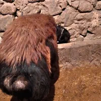 قوچ قره قزل|حیوانات مزرعه|صحنه, |دیوار