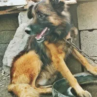 دو قلاده سگ، ژرمن و سرابی|سگ|مرادلو, |دیوار