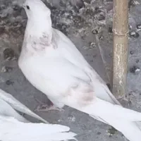 جوجه گمشده|پرنده|تهران, بازار|دیوار