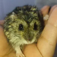 همستر کوتوله کوپل