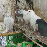 فروش کبوتر پرشی غریب کشی