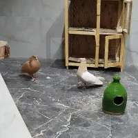 کبوتر رنگی کمیاب