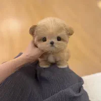 عروسکی جیبی|سگ|تهران, مرزداران|دیوار