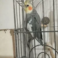 عروس هلندی معاوضه با کبوتر|پرنده|چهارباغ, |دیوار