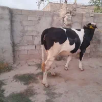 گوساله ماده هم گوشتی هم دمازدیغ