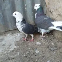 کبوتر|پرنده|قم, قلعه کامکار|دیوار