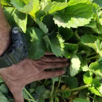 نشا توت فرنگی ریشه لخت سابرینا و سانندریاز