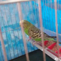 مرغ عشق|پرنده|اراک, |دیوار