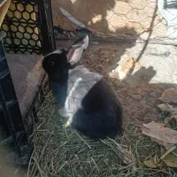 بچه خرگوش|موش و خرگوش|زاهدان, |دیوار