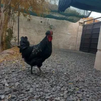 خروس لاری جوان،۷ماهه