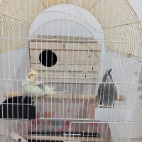 یک جفت عروس هلندی نر و ماده نوجوان|پرنده|کهریزک, |دیوار