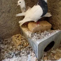 یک جفت طوقی کرمانشاهی|پرنده|پاسارگاد, |دیوار