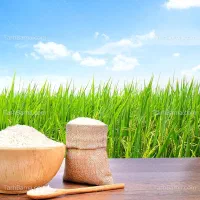 برنج طارم هاشمی خشک شده چلتوک آماده فروش