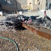 بوقلمون نر کار