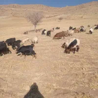 بز ماده آبستن ترکی ۳۰ راس|حیوانات مزرعه|سده (فارس), |دیوار