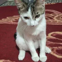 گربه ماده خانگی و بازیگوش|گربه|شیراز, شهرک مخابرات|دیوار