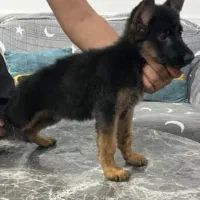 توله ژرمن شولاین