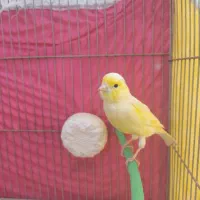 قناری نر|پرنده|فارسان, |دیوار