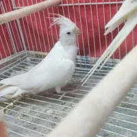 پرنده|پرنده|مشهد, امیریه|دیوار