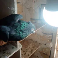 کبوتر سیاه دم سفید|پرنده|میانه, |دیوار