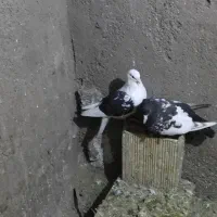 کبوتر دم چتری