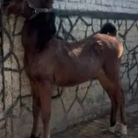 اسب|اسب و تجهیزات اسبسواری|چهارباغ, |دیوار