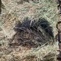 کاه پرس کاه ارزن (گاورس)|حیوانات مزرعه|جلگه ماژان, |دیوار