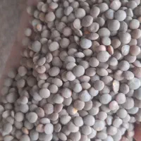 لپه ریز آذرشهر|خوردنی و آشامیدنی|کرمانشاه, |دیوار