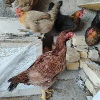 مرغ لاری اصیل|حیوانات مزرعه|قم, ولیعصر|دیوار