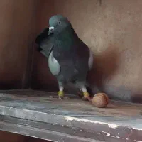 کبوتر|پرنده|فارسان, |دیوار