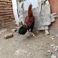 لاری اصل جوجه کش